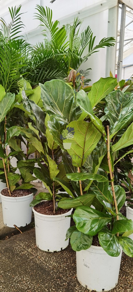 Φίκος Λυράτα (Ficus lyrata) - 4